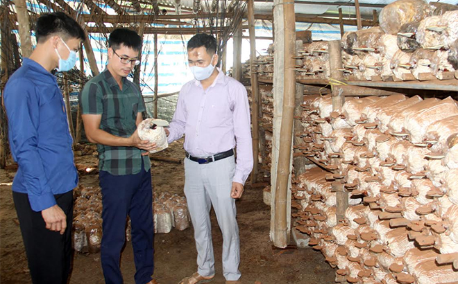 Startup a business with mushroom cultivation