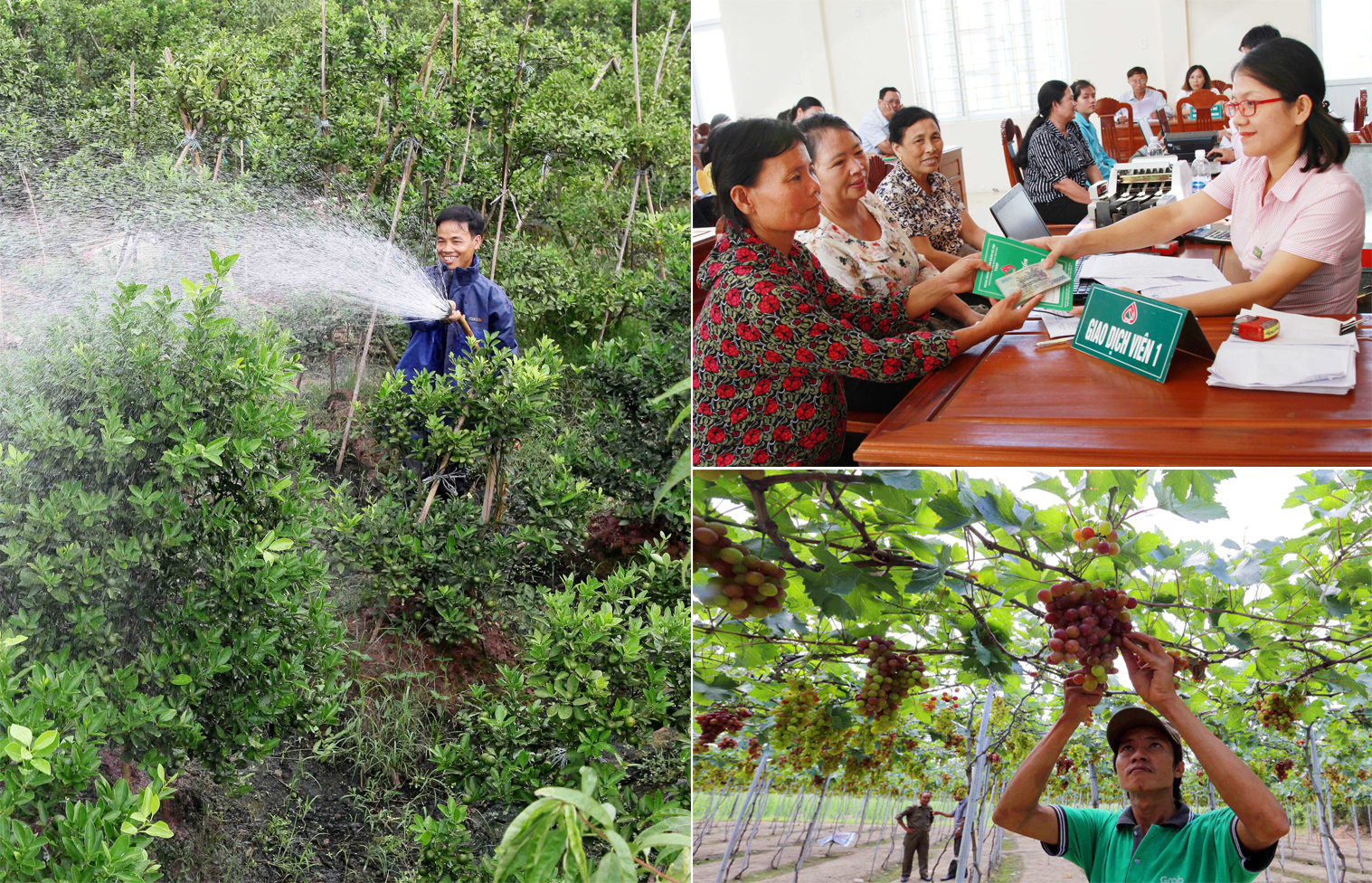 Efficiency of inclusive finance in Quang Ngai province