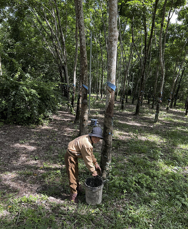 Improving the quality of social policy credit activities in Binh Thuan