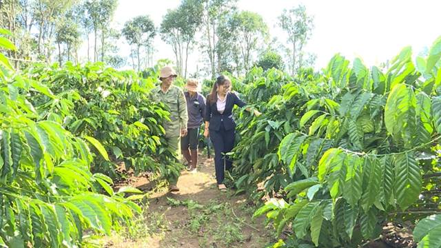 People in Gia Lai changed their lives thanks to policy credit