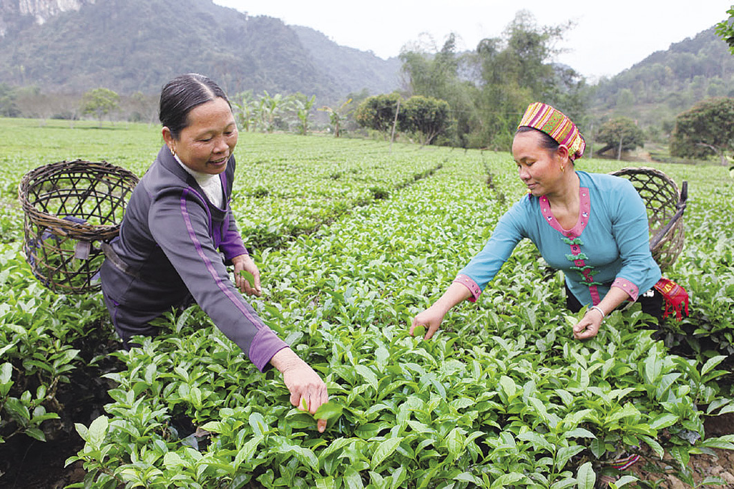 Feasibility Study on Application of New Technology for Mobile Phone based Products and Services For Vietnam Bank for Social Policies
