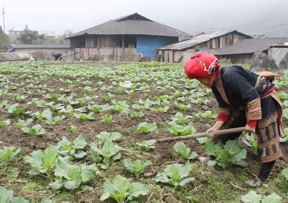 VBSP's loans help poor households in Kon tum release poverty