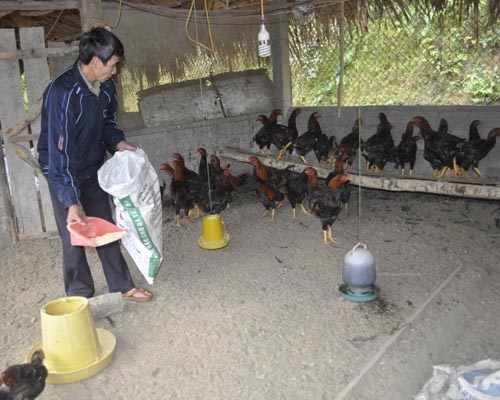 Hmong ethnic households improve likelihood by VBSP's preferential loans in Lao Cai province