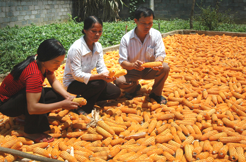 VBSP support near poor households escape from poverty in Vinh Long province