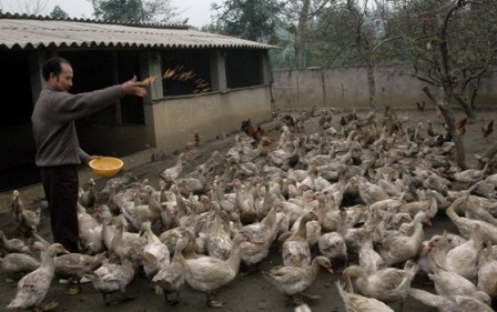 The Rural Income Diversification Project in Tuyen Quang province