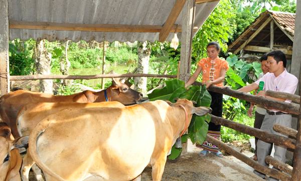 VBSP contribute to poverty reduction and economic development in North-West Vietnam