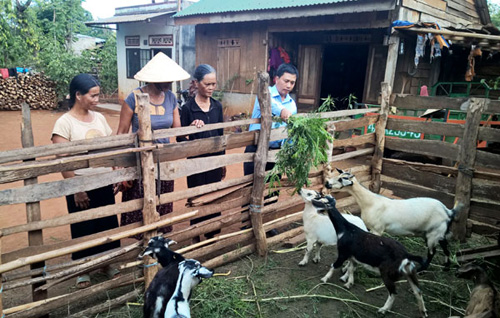 VBSP district office in Cu'Mgar- 1,800 ethnic households access financial inclusion in Dak Lak