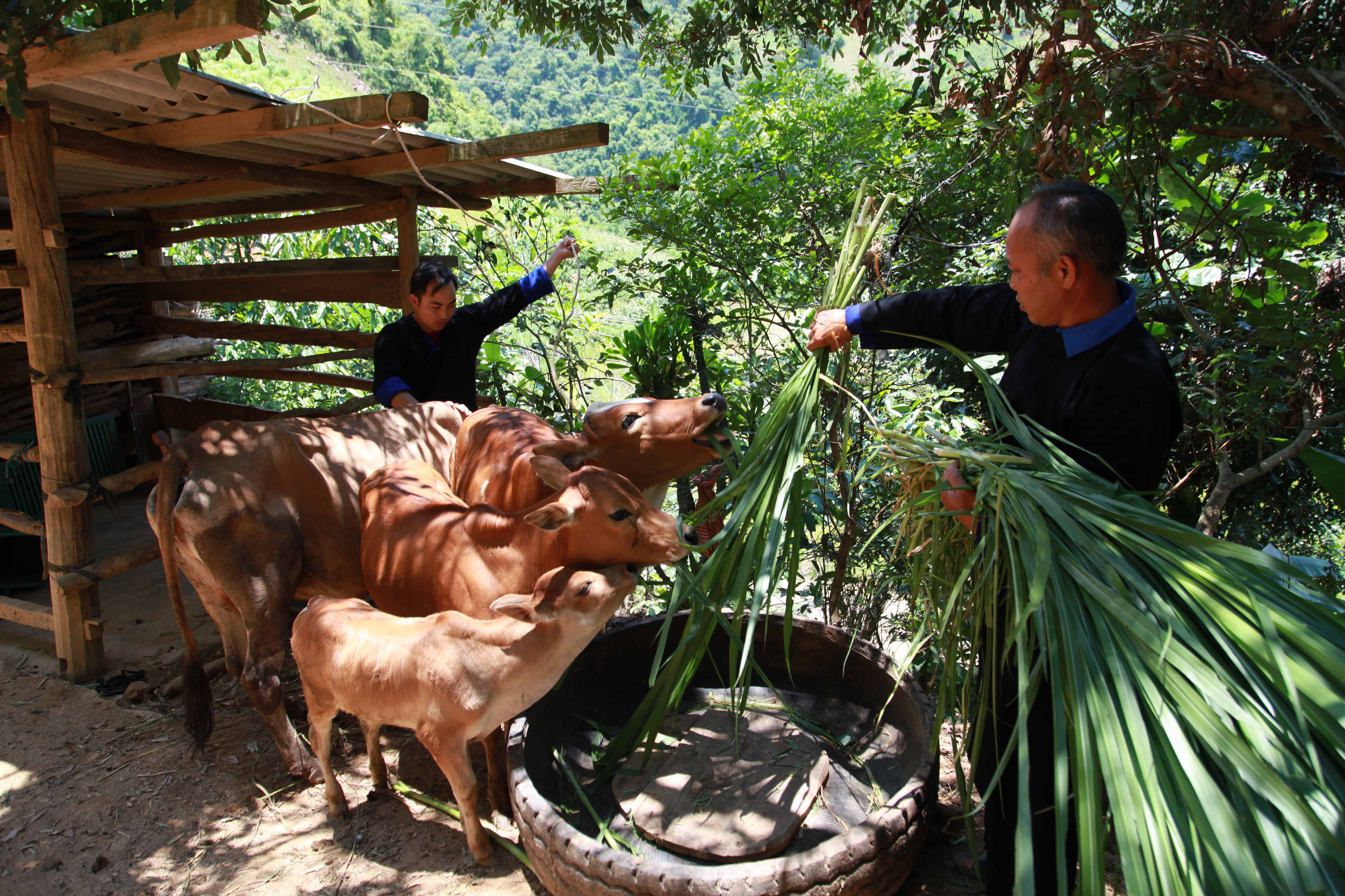 Effectiveness of VBSP's loan in Binh Thuy district, Can Tho city
