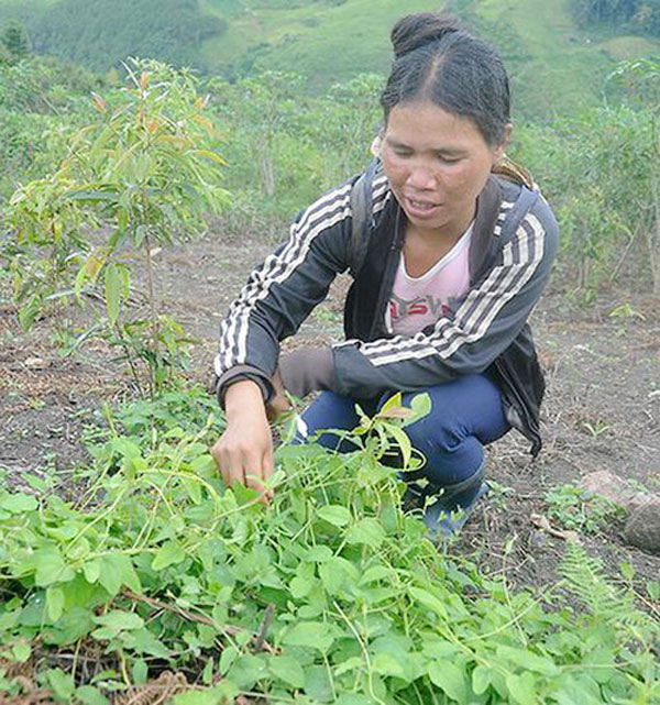 Having capital to plant Ginseng, Tu Mo Rong people escape from poverty
