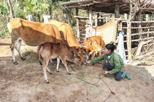 Policy credit contributes to decrease poverty rate in Son La province