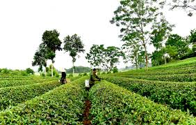 The address for the poor and policy beneficiaries in Tuyen Quang province